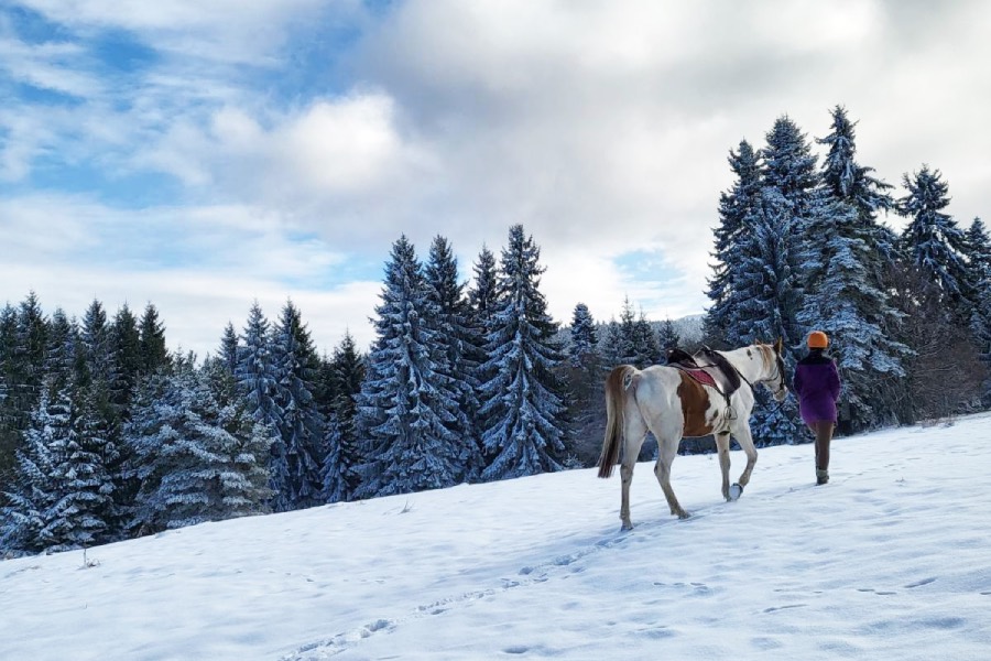 Зимна разходка на кон