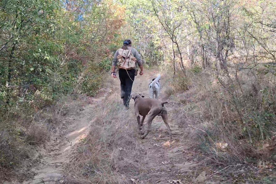 Горски пътеки