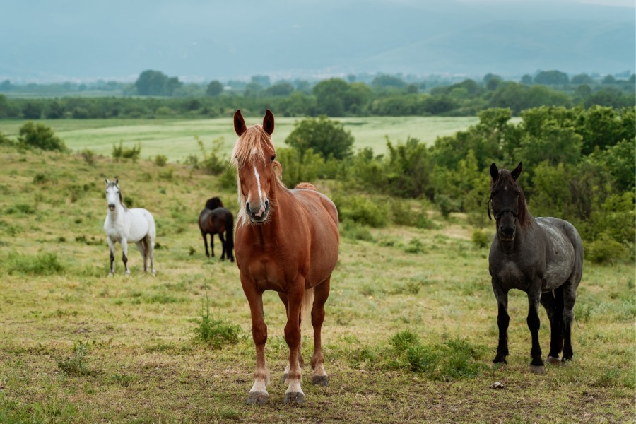 Разходка с коне