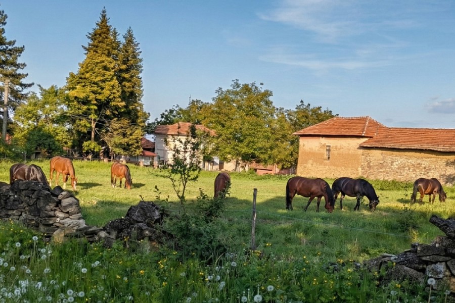 Каракачански коне