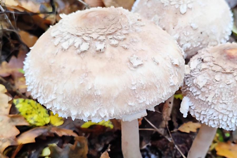 За любители-гъбари