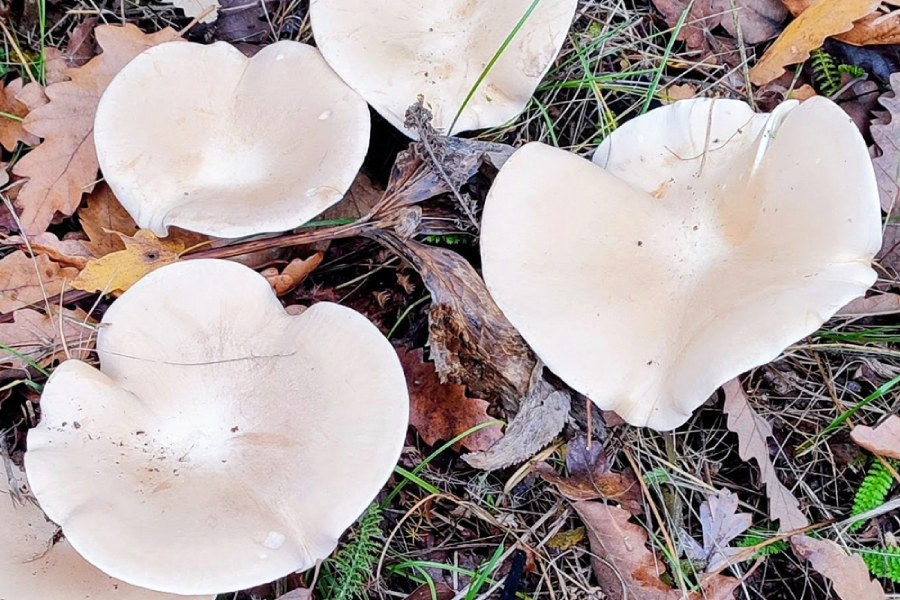 Преход с водач