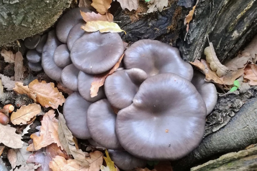 На лов за гъби