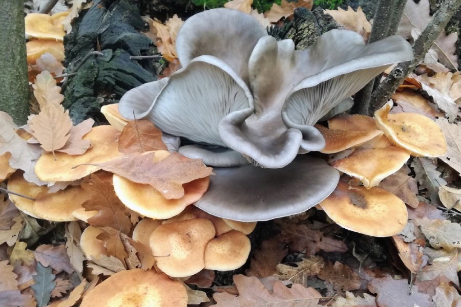 В гората за гъби