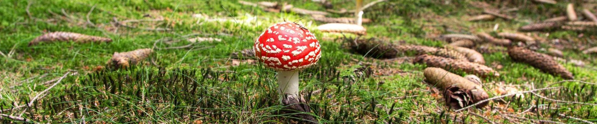 Гъбено сафари край Ловеч