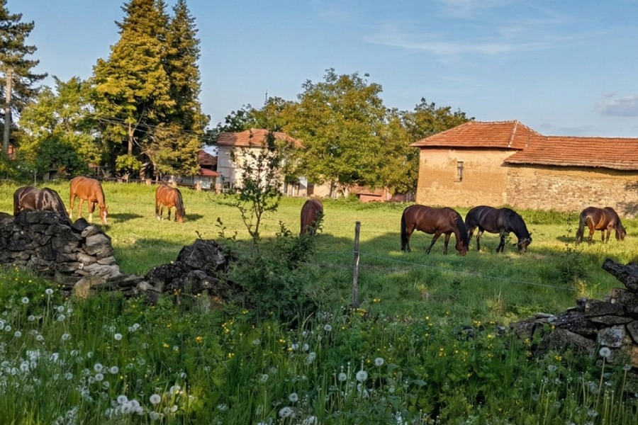Спокойствие на село